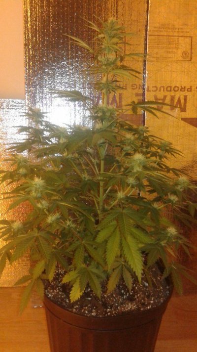 New Gear, New Grow☺