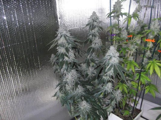 gorilla-bubble-13.jpg