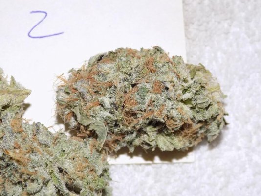 gorilla-bubble-19.jpg