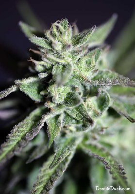 Doobieduck's Fine Cannabis Flowers