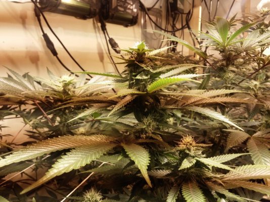 Jsd, Gg#4 Hydroponic Research Coco Grow