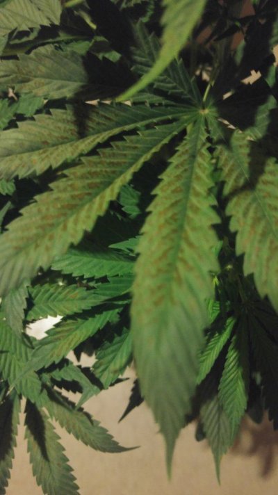 Leaves Getting Brown Spots