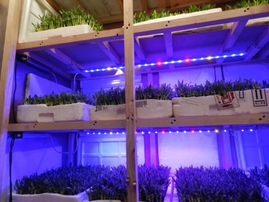 grow bar.jpg