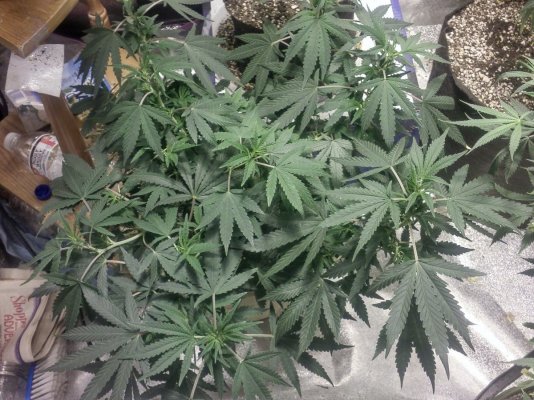 My Organic Grow Report