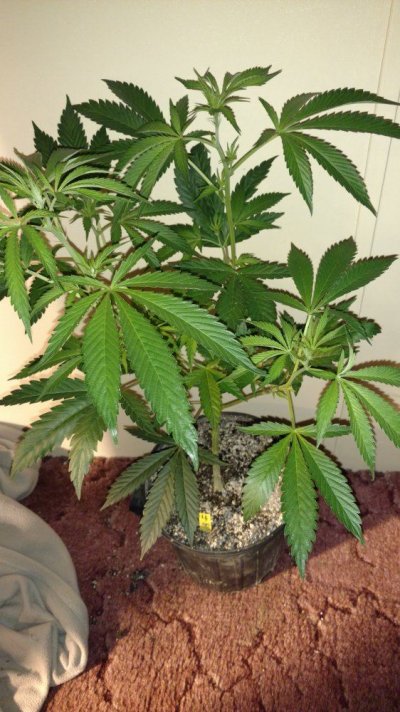 Banana Cream #4.jpg
