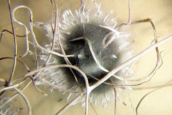hirsutellia-biocontrol-fungus-5.jpg