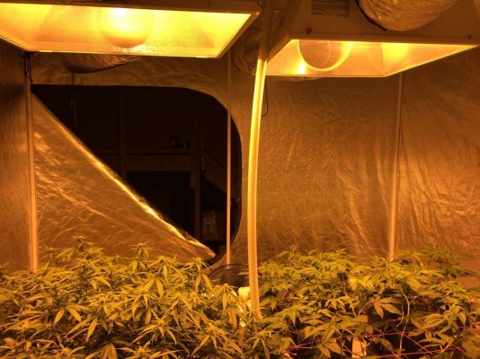 4x4 4 Plant Scrog Perpetual