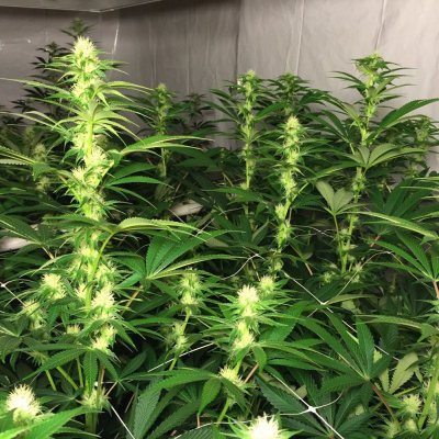How's everyone's plants goin?