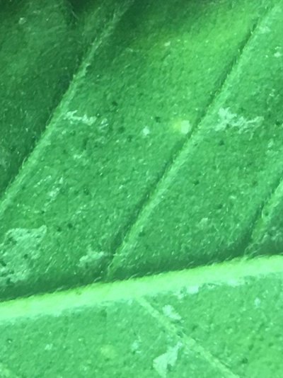 Thrips??? How Do I Proceed?