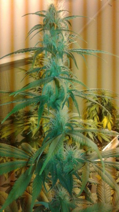 Gardenguy's Humble Grows + + Vibes Nd Dank