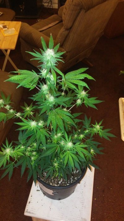 Super Lemon Haze