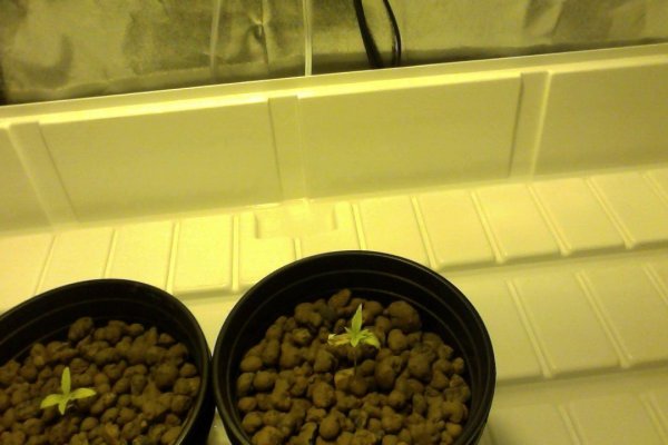 should-i-keep-these-plants-or-throw-them-away-3.jpg