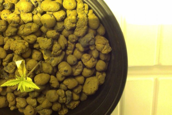 should-i-keep-these-plants-or-throw-them-away-5.jpg