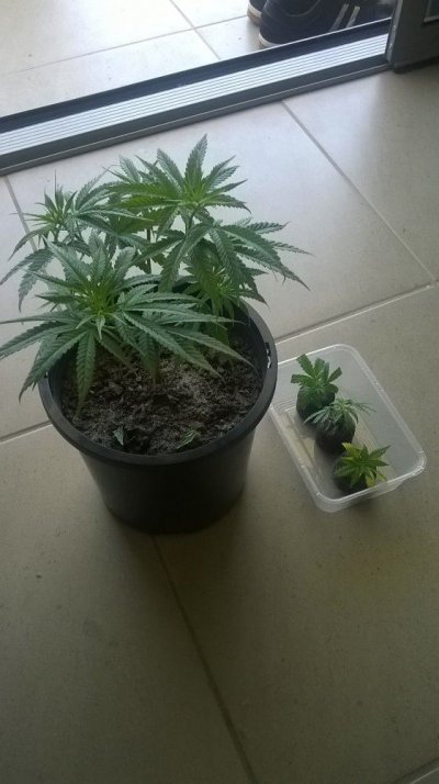 WP_20160112_013.jpg