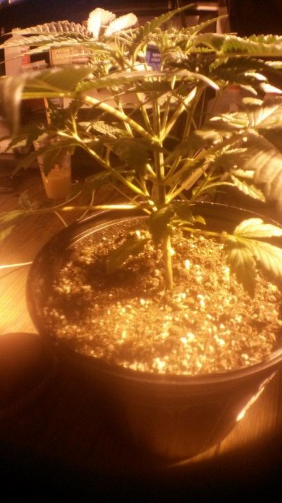 20160113_213355.jpg
