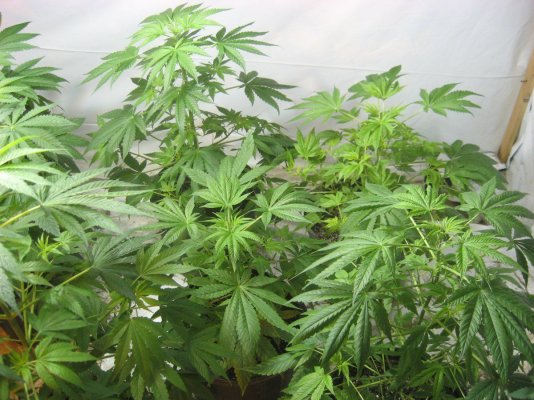 Blackfoot Genetics Has Sprouted.