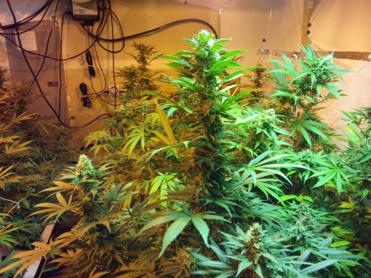 Jsd, Gg#4 Hydroponic Research Coco Grow