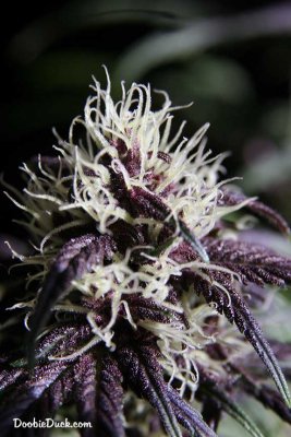 Doobieduck's Fine Cannabis Flowers