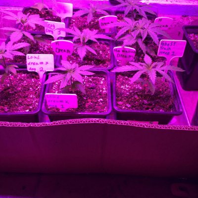 multi-strain-grow.jpeg