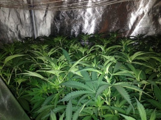 The Uk Awesome Member And Growers Thread