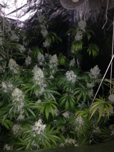 The Uk Awesome Member And Growers Thread