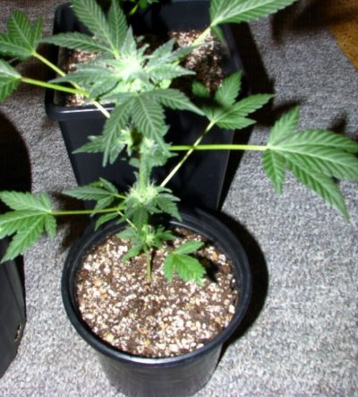 First Grow With Vertigo.. Paradise Seeds