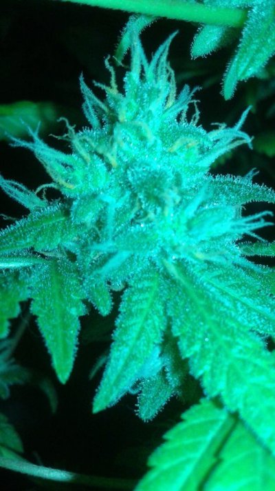 purple pain killer