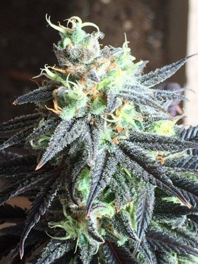 Followed My Brothers Here From The Dank Den.