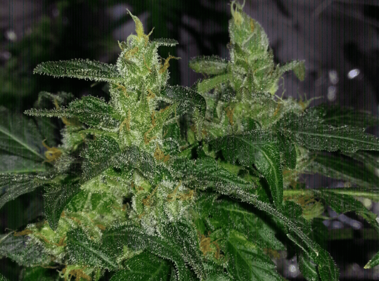 The History of OG Kush | Page 42 - THCFarmer