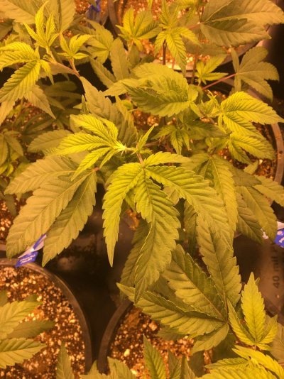 Twisting Fan Leaves In Veg