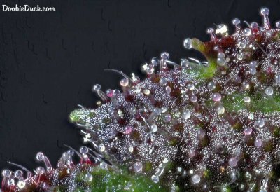 DoobieDuck's Macro Cannabis Images