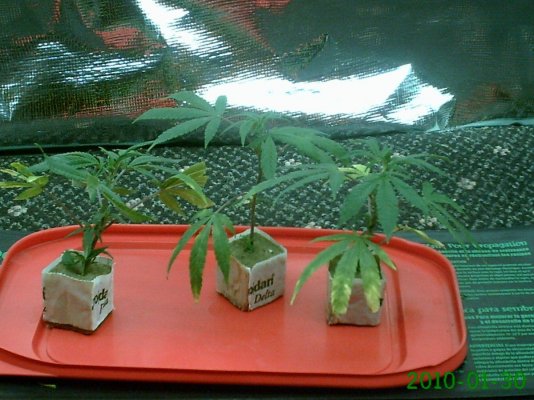 First Grow, God's Gift, Tahoe OG, Fire OG, Blue Dream Haze