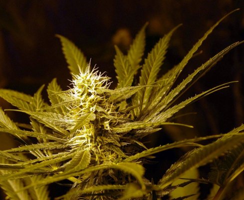 Help identifying strain.