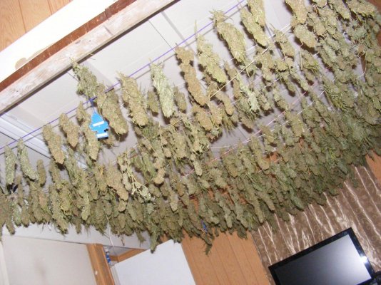 dried-untrimmed-beautiful-array-of-nuggets-many-strains.jpg