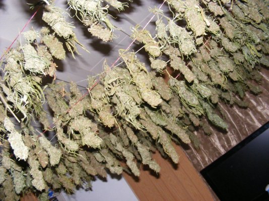 dried-untrimmed-beautiful-array-of-nuggets-many-strains-8.jpg
