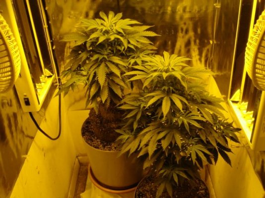 BlackJack 2nd day flowered 002.jpg