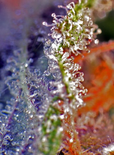 img_2088-cindy-dry-web.jpg