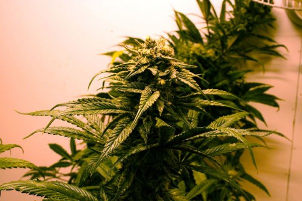 Green Bean, Green Crack ♀ X Jilly Bean ♂