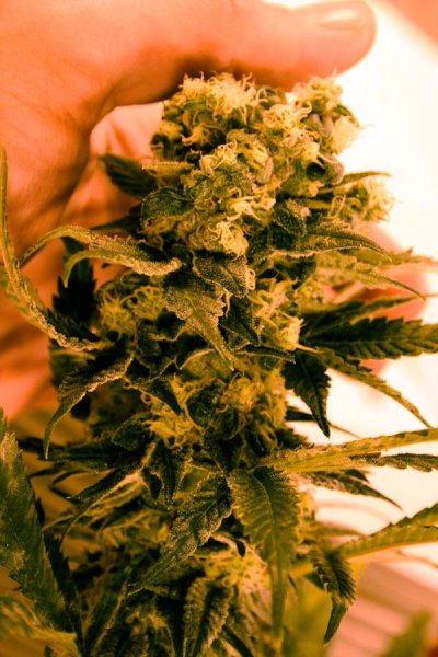 Green Bean, Green Crack ♀ X Jilly Bean ♂