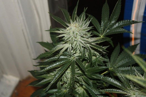 White x bubba week 7 flower shots!