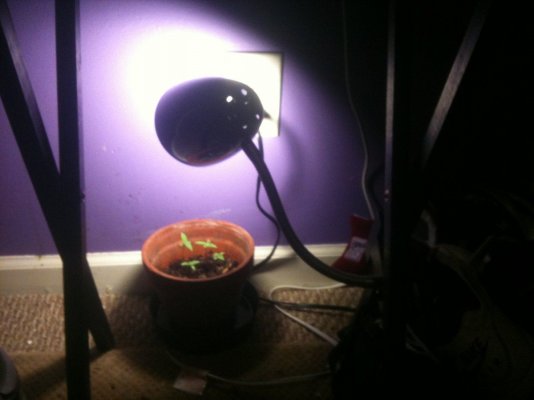 first-real-growing-attempt-2.jpg