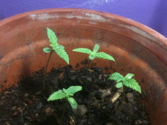first-real-growing-attempt-5.jpg