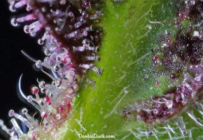 DoobieDuck's Macro Cannabis Images