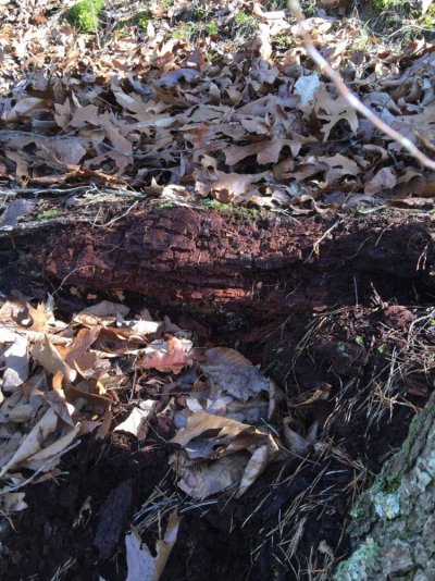 rotting log with black humas top soil.jpg