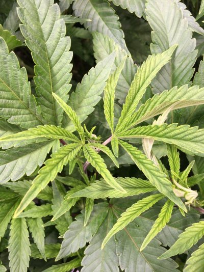 new-growth-tight-and-rigid-2.jpg