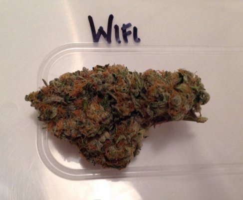 The Uk Awesome Member And Growers Thread