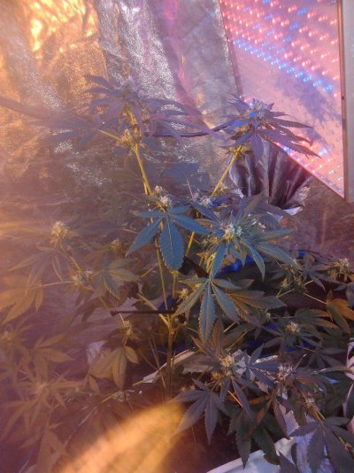 flower-development-2.jpg