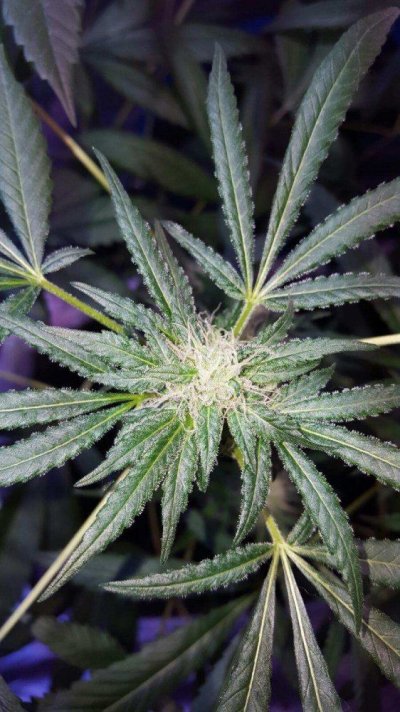 flower-development-6.jpg