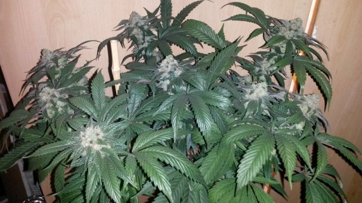 The Uk Awesome Member And Growers Thread
