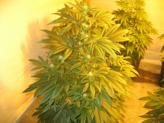 Citrus Shark: From Blackfoot Genetics  1st Looks @4wks